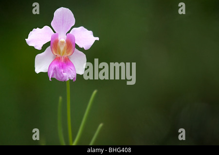 Orchidée Vanda Miss joaquim Banque D'Images