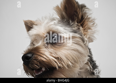 Yorkshire Terrier Banque D'Images