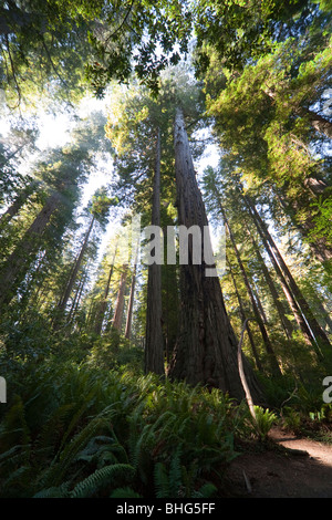 Couronne d'arbres, parc d'État et national Redwood en Californie, Etats-Unis Banque D'Images