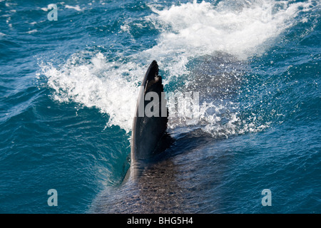 Nageoire dorsale de grand requin blanc. Banque D'Images