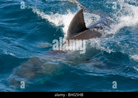 Nageoire dorsale de grand requin blanc. Banque D'Images