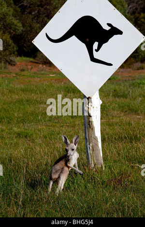 Kangaroo à Wildlife park. Banque D'Images