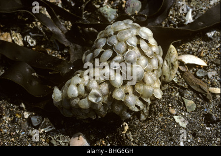 Balle de lavage de la mer, la masse des oeufs du buccin Buccinum undatum (commune : Buccinidae) attaché à un rocher sur la rive inférieure UK Banque D'Images