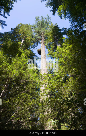 Couronne d'arbres, parc d'État et national Redwood en Californie, Etats-Unis Banque D'Images