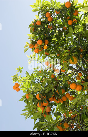 Oranges on tree Banque D'Images