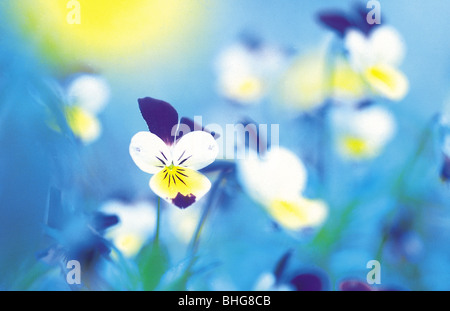 Pensées en fleurs Banque D'Images