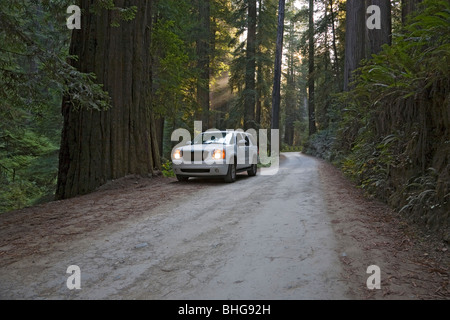 Chemin à travers la route Parc national de Redwood en Californie, Etats-Unis Banque D'Images