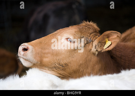 Aberdeen Angus croisement et le sud du Devon Banque D'Images