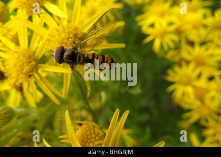 Hover Fly marmelade (Episyrphus balteatus), homme Banque D'Images