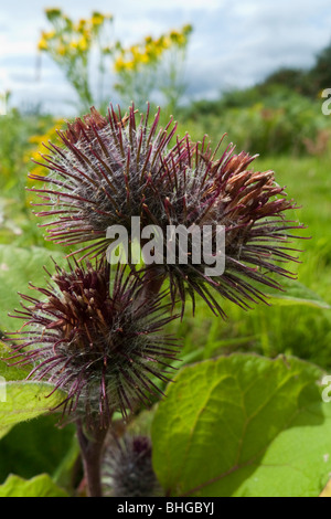 La bardane (Arctium minus moindre), fleurs Banque D'Images