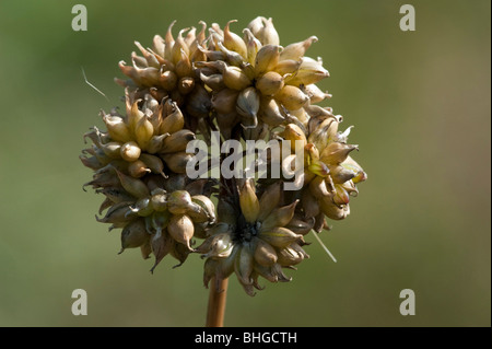 L'oignon (Allium vineale sauvages), chef des semences Banque D'Images