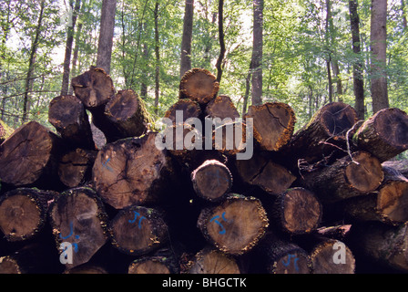 Pile de grumes dans le foret de Troncais, Auvergne, France Banque D'Images