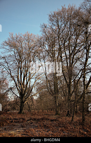 Fagus sylvatica - hêtre arbres matures dans les Chilterns, Angleterre Banque D'Images