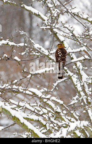 Cette Cooper's hawk fréquente notre cour arrière, siège jusqu'à ce que les oiseaux recommencent à se nourrir puis il fait son mouvement. Banque D'Images