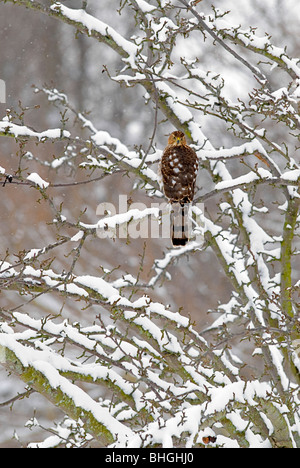 Cette Cooper's hawk fréquente notre cour arrière, siège jusqu'à ce que les oiseaux recommencent à se nourrir puis il fait son mouvement. Banque D'Images