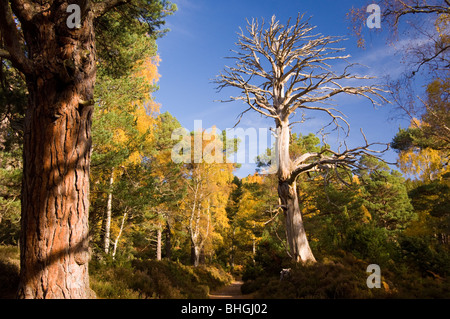 Rothiemurchus forêt en automne, les Highlands écossais. Banque D'Images