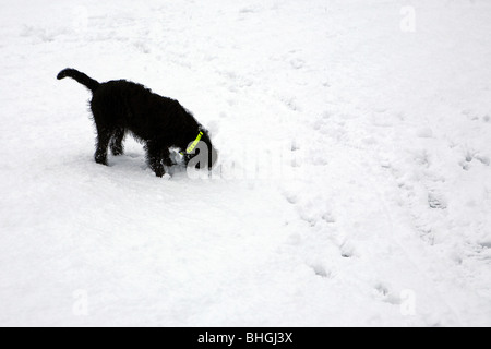 Labradoodle puppy noir creuse son nez dans la neige au milieu d'un champ couvert de neige Banque D'Images