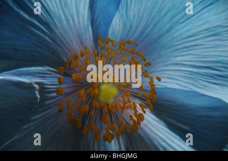 Fleur de pavot de l'himalaya bleu close up Banque D'Images