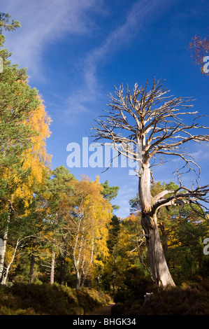 Rothiemurchus forêt en automne, les Highlands écossais. Banque D'Images