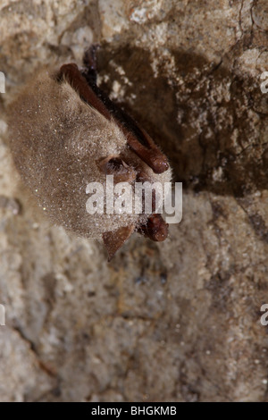 Tricolore pipistrelle de l'est bat cave de mise en veille prolongée Banque D'Images