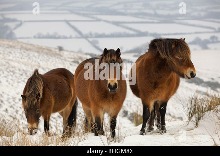 Poneys Exmoor dans la neige sur le Parc National d'Exmoor. Paysage d'hiver Banque D'Images