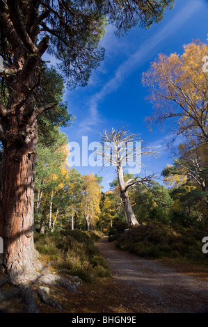 Sentier à travers Rothiemurchus forêt en automne, les Highlands écossais. Banque D'Images