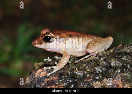 La pluie commun (Eleutherodactylus fitzingeri) Parc national de Corcovado, Costa Rica Banque D'Images