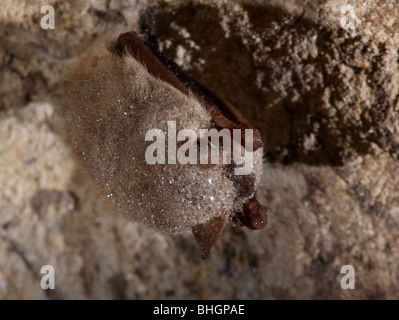 Tricolore pipistrelle de l'est bat cave hibrenate Banque D'Images