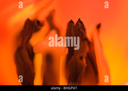 Tulip Banque D'Images