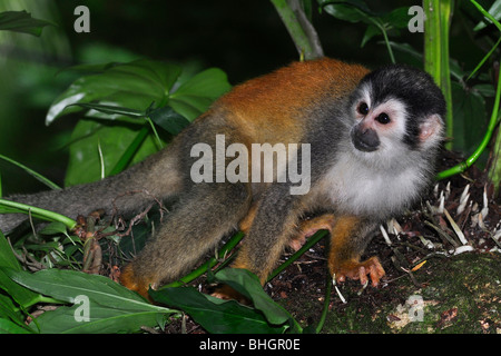 Singe-écureuil d'Amérique centrale ( Saimiri oerstedii) est considéré comme une espèce vulnérable par l'UICN. Corcovado, Costa Rica. Banque D'Images