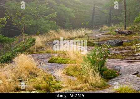 Hairgrasses le long sentier Marais de canneberge, Killarney Provincial Park, Ontario, Canada Banque D'Images