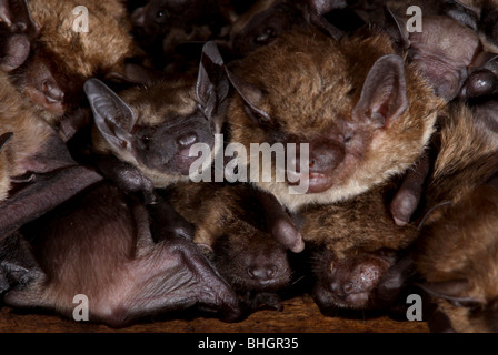 La grande chauve-souris brune colonie de maternité bébés grenier en Ohio Banque D'Images