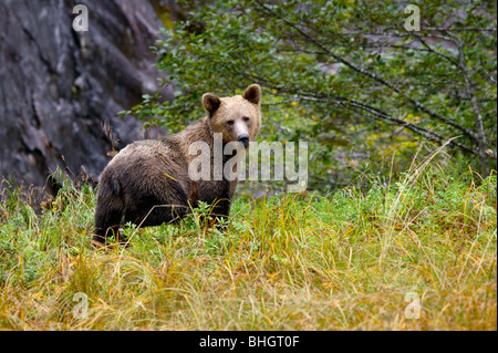 L'ours polaire (Ursus maritimus) et le renard arctique (Alopex lagopus), près de Churchill, Manitoba, Canada. Célèbre comme l'un des meilleurs endroits pour voir les ours polaires. Le renard arctique suivez les ours polaires pour piéger leurs proies. Celui-ci essaie de détourner un ours de sa nourriture. Banque D'Images