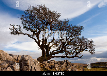Vieux Hawthorn Bush le lapiez près de Malham, Yorkshire Dales National Park, North Yorkshire. Banque D'Images