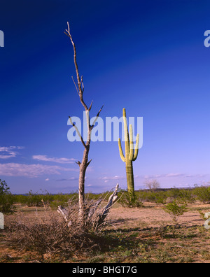 ARIZONA - Saguaro cactus dans la gamme de jeu Cabeza Prieta. Banque D'Images