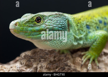 Eyed lézard ou Timon lepidus (syn. Lacerta lepida) est une espèce de lézard des murailles connu également comme Ocellated Lizard Banque D'Images