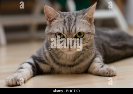 Chaton British Shorthair sur le plancher Banque D'Images