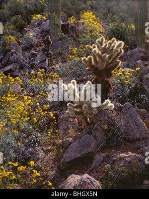 ARIZONA - Brittlebush en fleurs parmi les cholla cactus Saguaro et sur Signal Hill, dans la région de Saguaro National Park. Banque D'Images