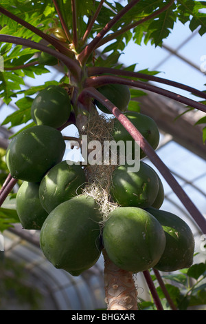 La Papaye dans le U.S. Botanic Gardens Conservatory. Banque D'Images