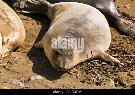 Les éléphants de mer (Mirounga angustirostris), Monterey Bay National Marine Sanctuary, San Simeon, en Californie Banque D'Images