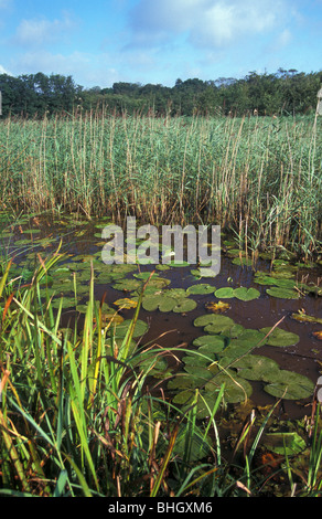 La relève de l'habitat de lillies à roseaux à arbres à Calthorpe Norfolk Broads National Nature Reserve Banque D'Images