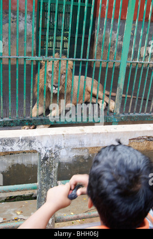 Roi Lion sauvage à l'intérieur et à l'enfant à l'extérieur.Un petit garçon regardant un Lion et Lion brusquement sur la scène de boy.Zoo à l'Inde Banque D'Images