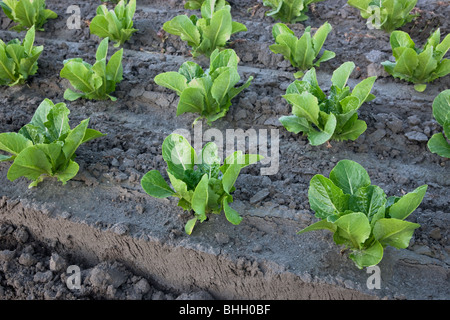 'La laitue romaine, des jeunes plants en croissance. Banque D'Images