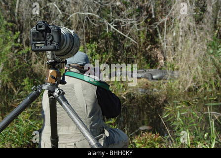 Photographe de la nature, prendre des photos d'un alligator dans le parc national des Everglades ; Canon Mark appareil photo avec objectif long sur un trépied est en premier plan. Banque D'Images