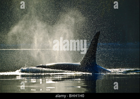 L'orque mâle orque (Orcinus orca), sur l'expiration, respiratoires (spray) peut être vu en contraste avec un arrière-plan sombre. Banque D'Images