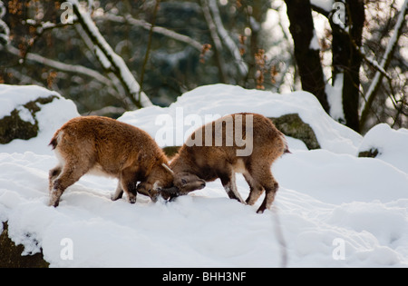 Les jeunes de Bouquetin des Alpes (Capra ibex) en désaccord. Banque D'Images