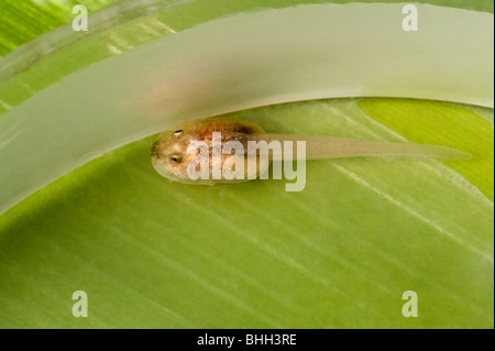 Golden Poison-Dart Frog (Colostethus beebei) tadpole contre réservoir géant de feuilles de Broméliacées (Brocchinia micrantha) Kaieteur NP Guyana Banque D'Images