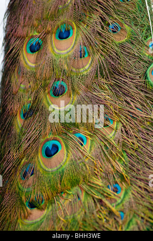 Queue de paon indien close up. Banque D'Images