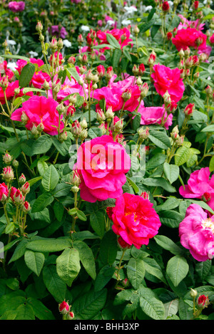 Rosa Gallica officinalis var AGM Banque D'Images