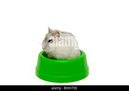 Dans le bol du hamster vert isolé sur le fond blanc. Banque D'Images